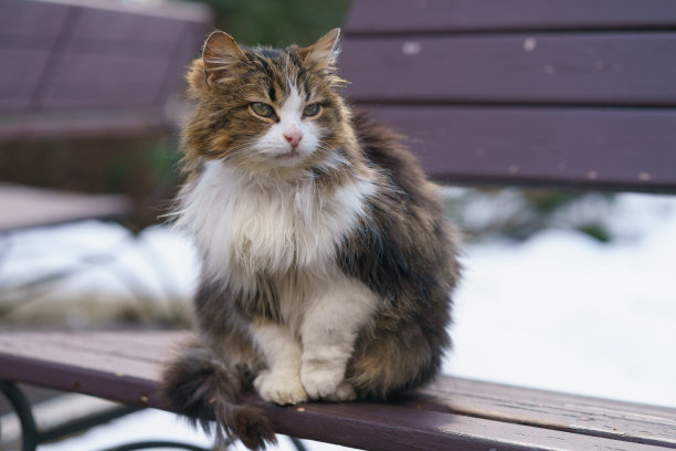 stray