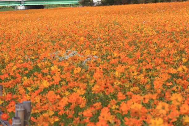 blossoms