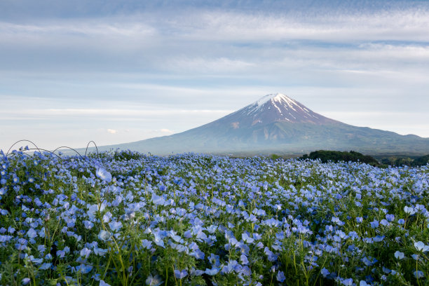 fuji