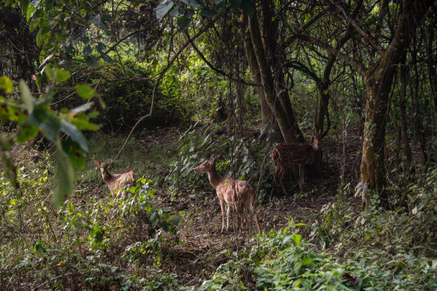 chitwan