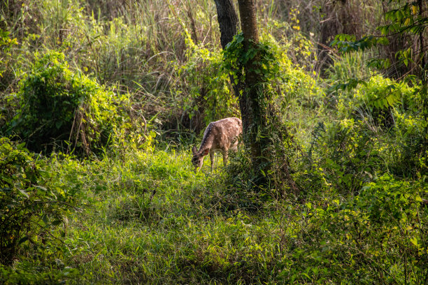 chitwan