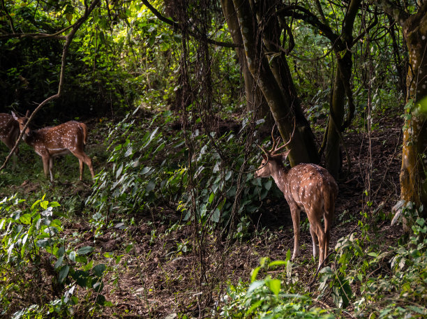 chitwan