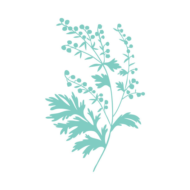 mugwort