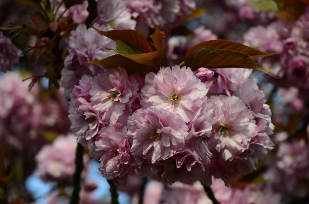 sakura