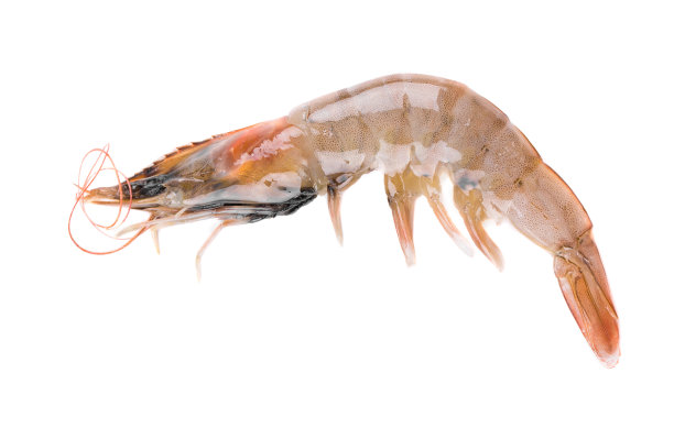 shrimps