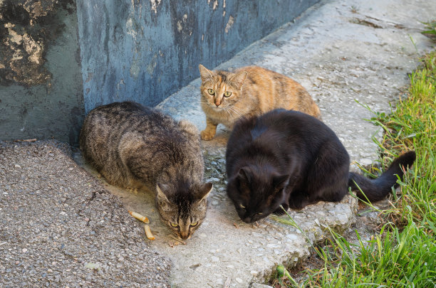 stray