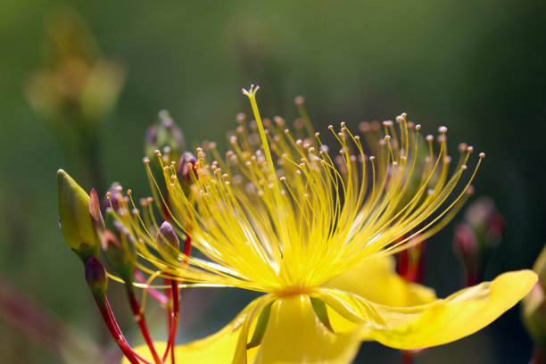 stamens