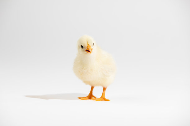 chick