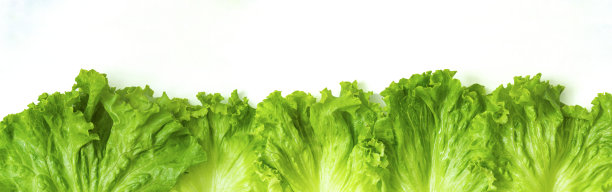 lactuca