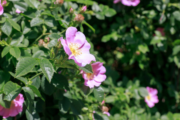 rugosa