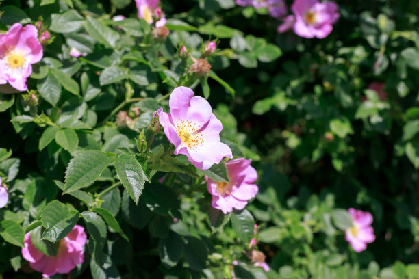 rugosa