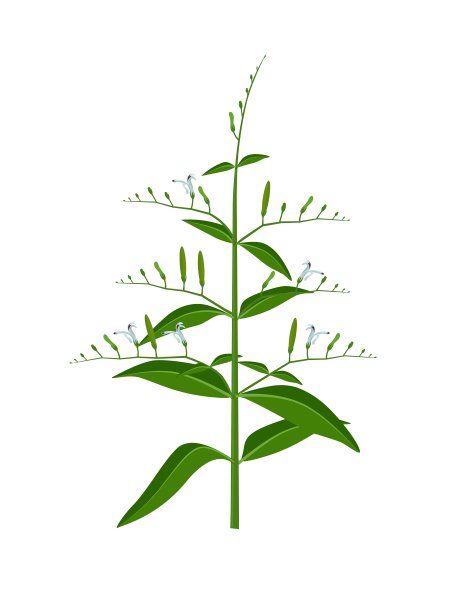 草本,叶子,草药