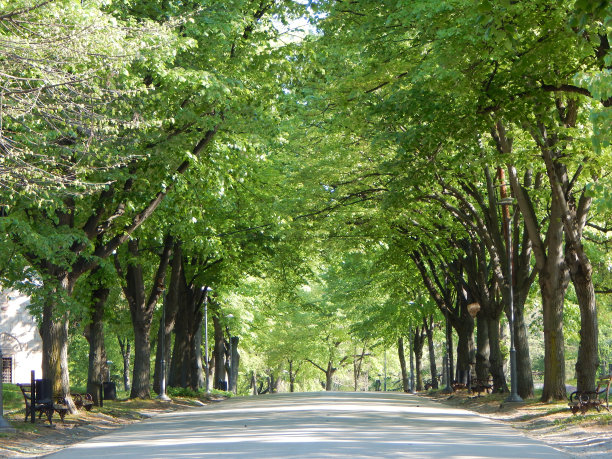 avenue