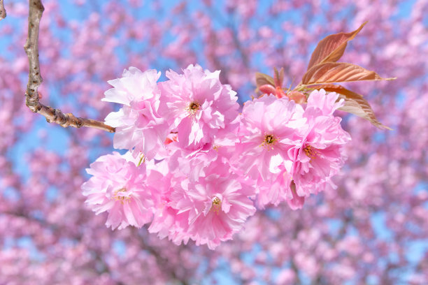樱花