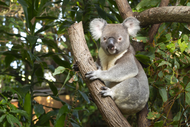 koala