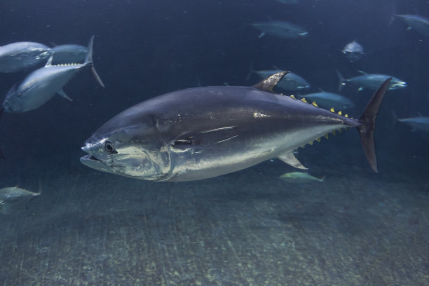 tuna