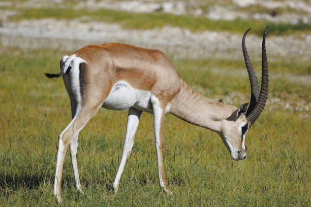 antelope