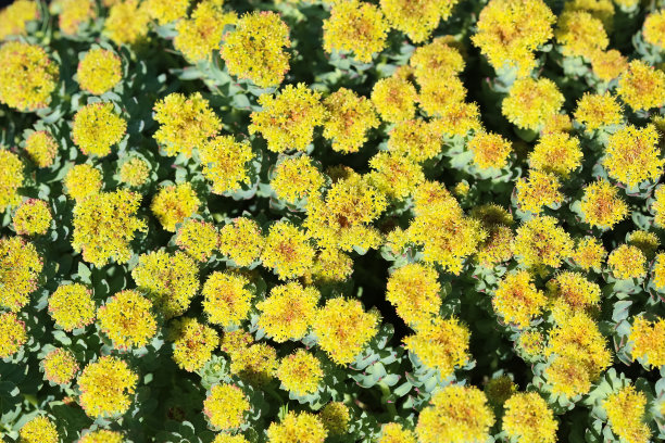 rhodiola