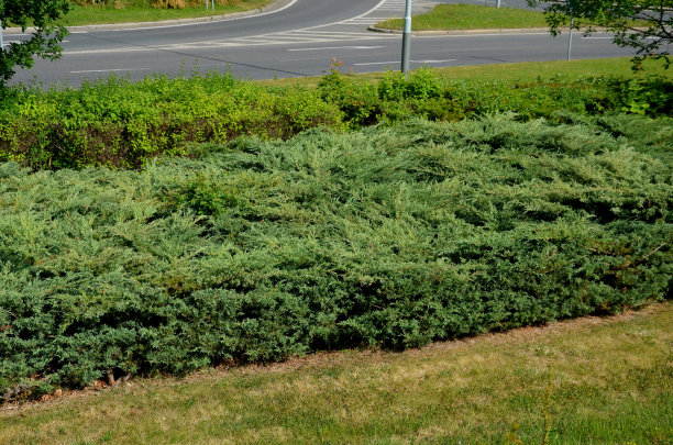 overgrown