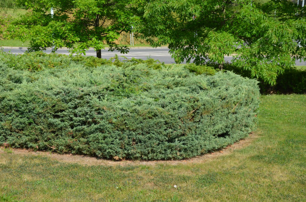 overgrown