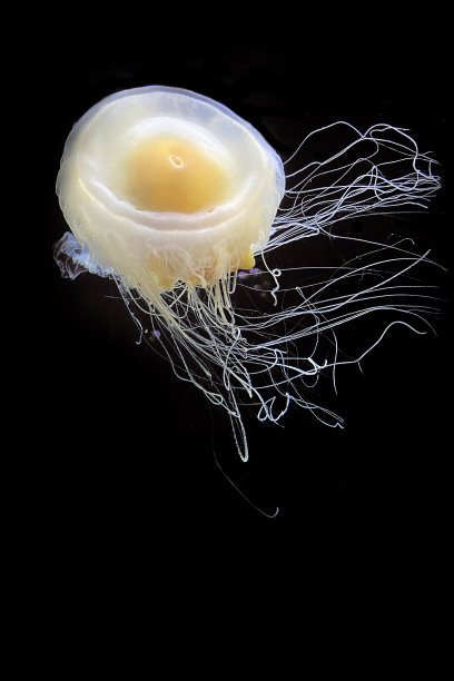 yolk