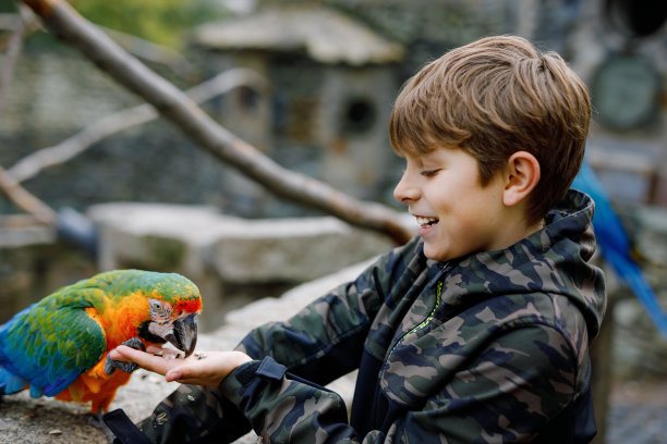 macaw