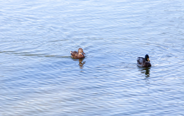 水中的一群天鹅