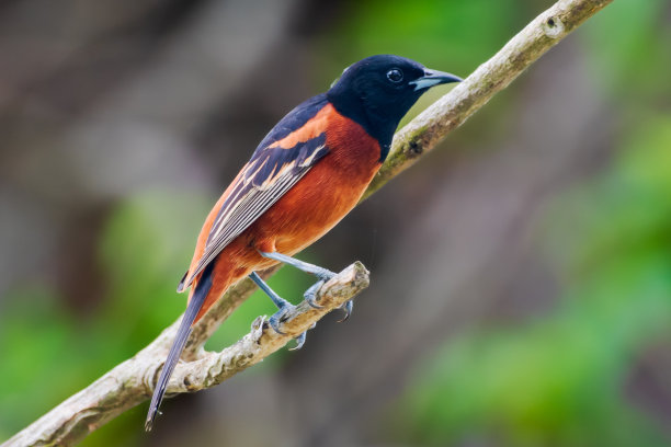 avian