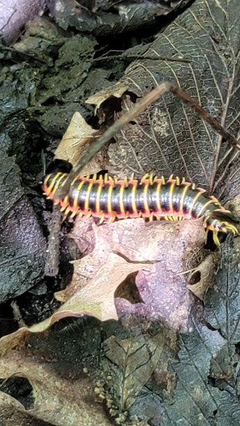 millipede