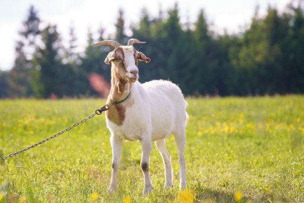 goat
