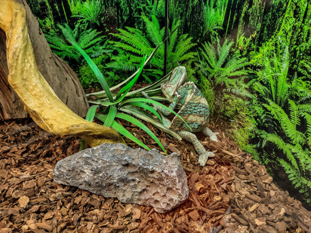reptilia