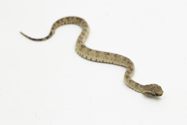 copperhead