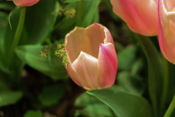 一大片郁金香花海