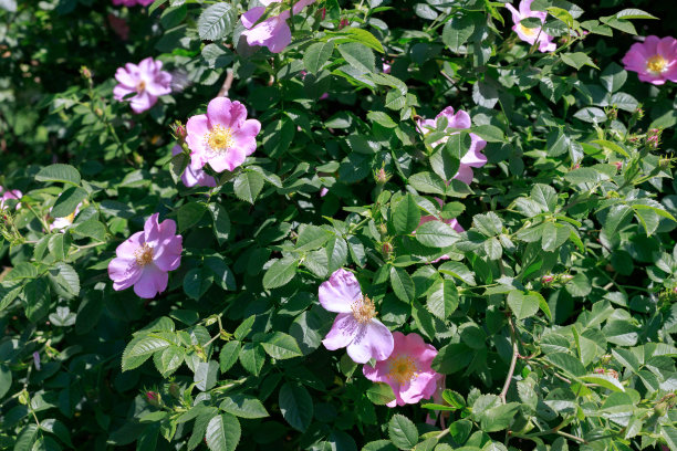 rugosa