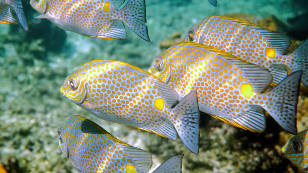 rabbitfish