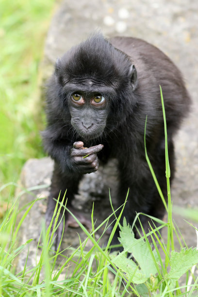 ape