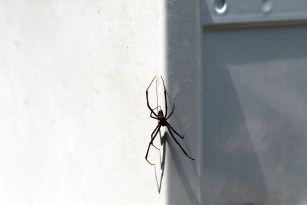 arachnid