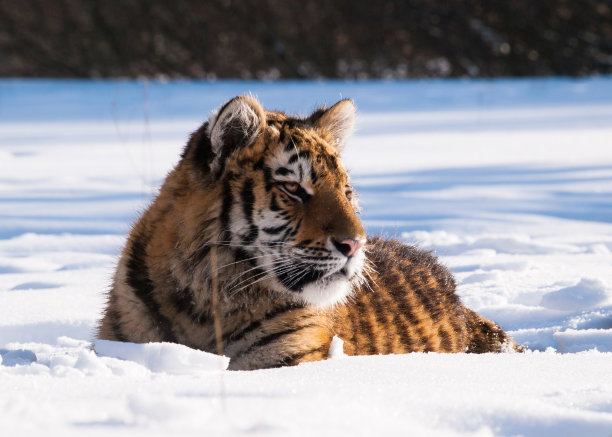 siberian