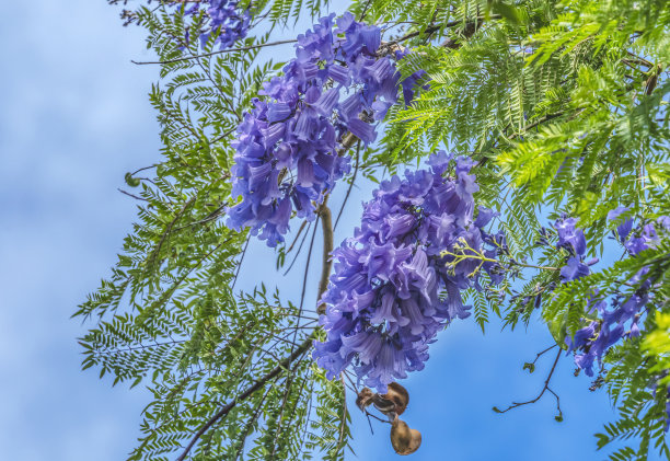 jacaranda