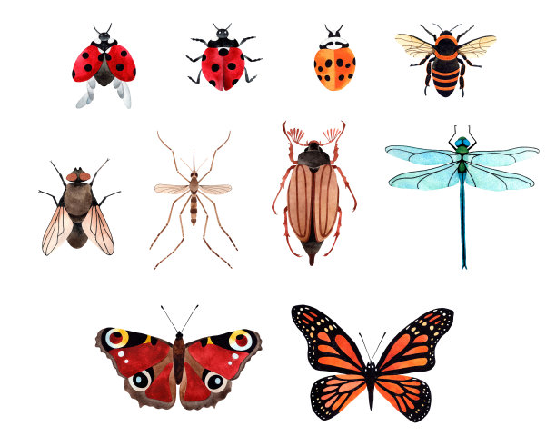 entomology