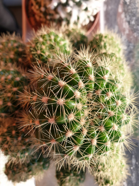 gymnocalycium