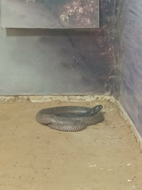 cobra