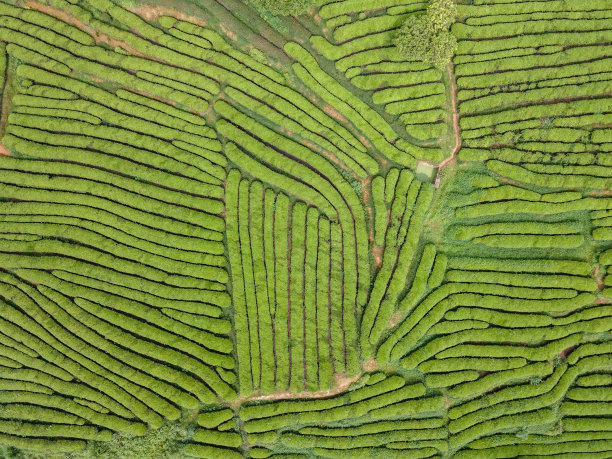 茶树线稿