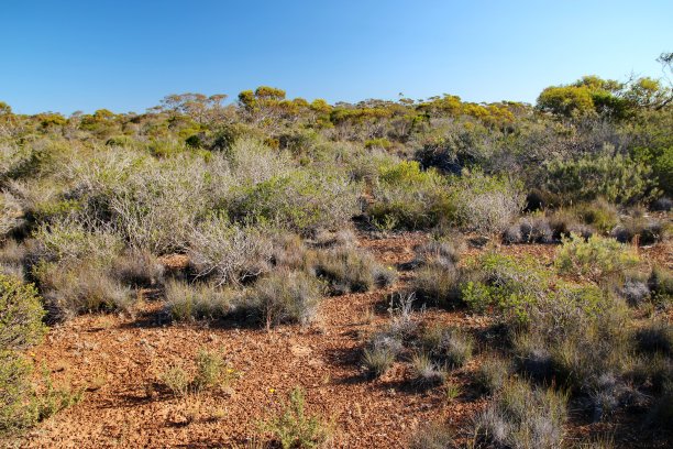 bushveld