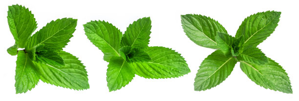 spearmint