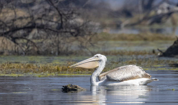 pelecanus