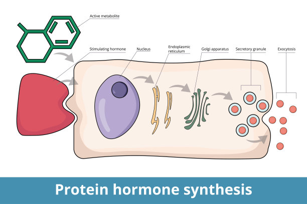 protein