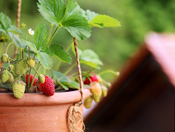 阳台盆栽草莓