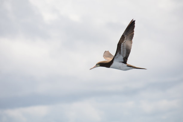 飞鸟蓝色大海壁纸