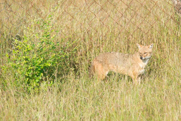 jackal